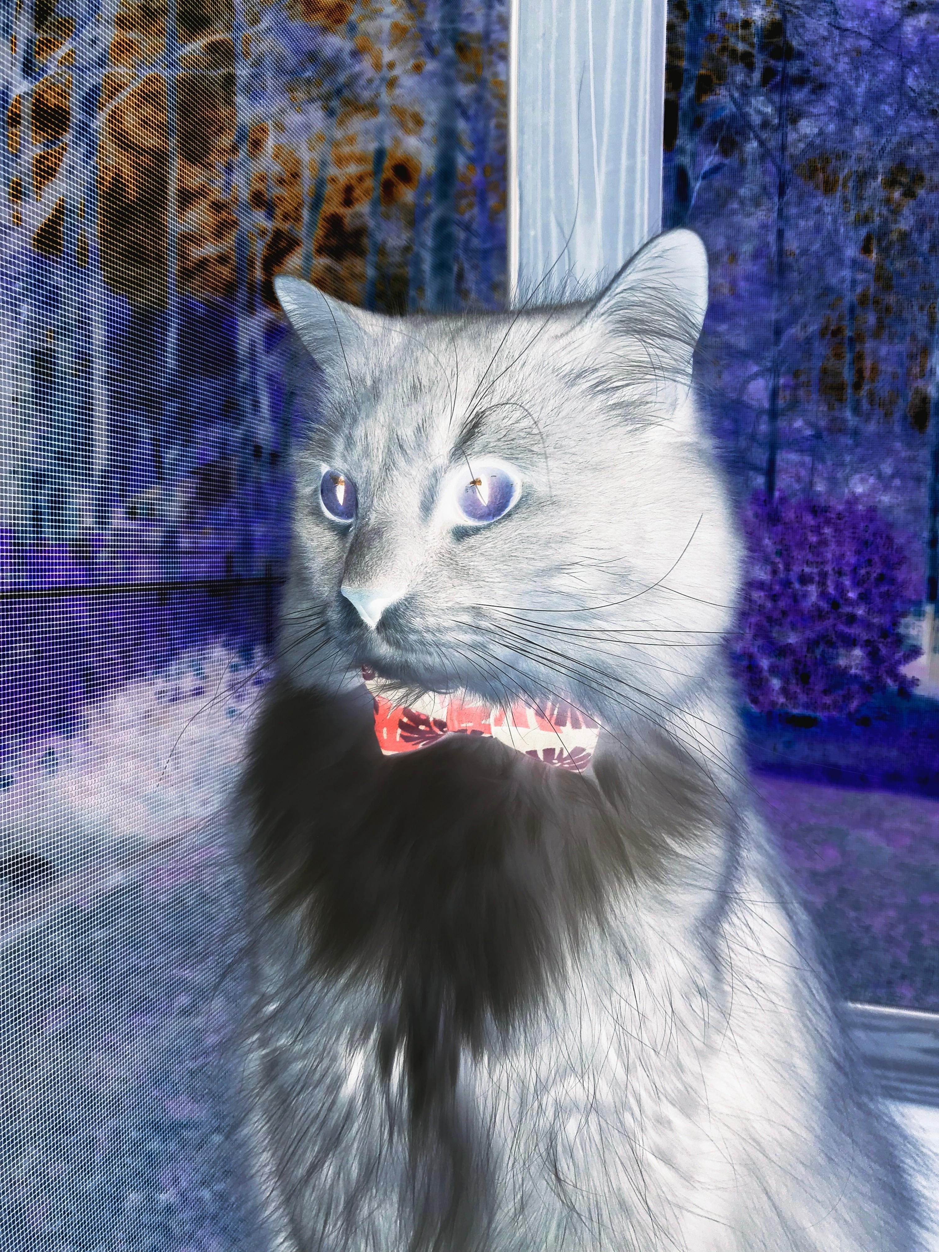 比利时女子排球队在四分之一决赛中惜败美国队,比利时女排实力怎么样