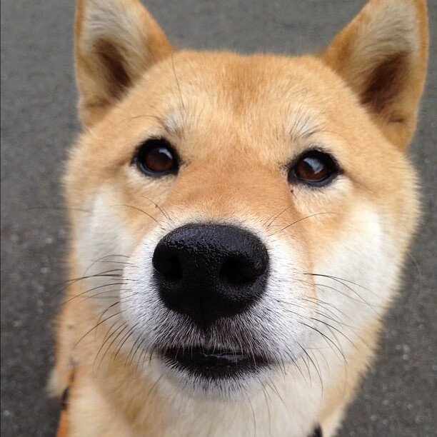 九游入口-生态骑行观光节，融合自然与运动的创新方式，自然生态骑行小镇