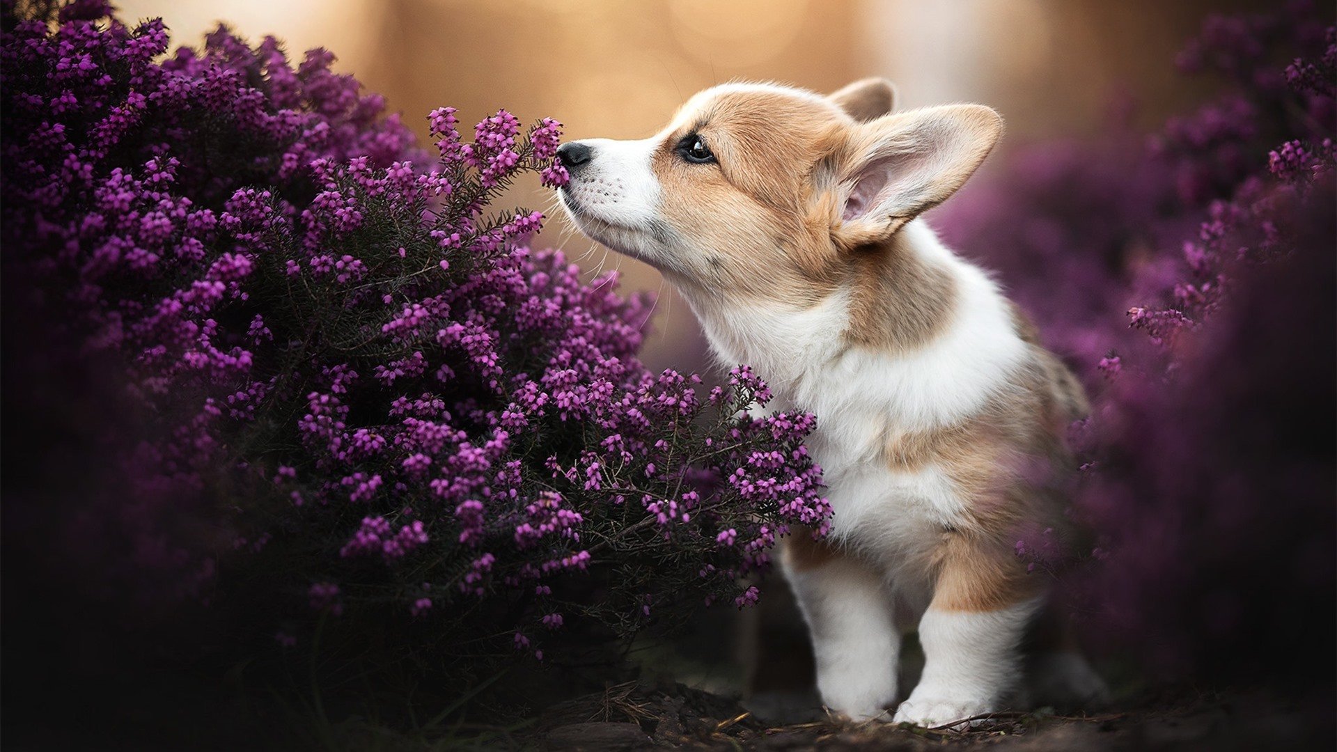 九游体育APP下载-篮球英雄：讲述当代球星的传奇人生，篮球球星资料