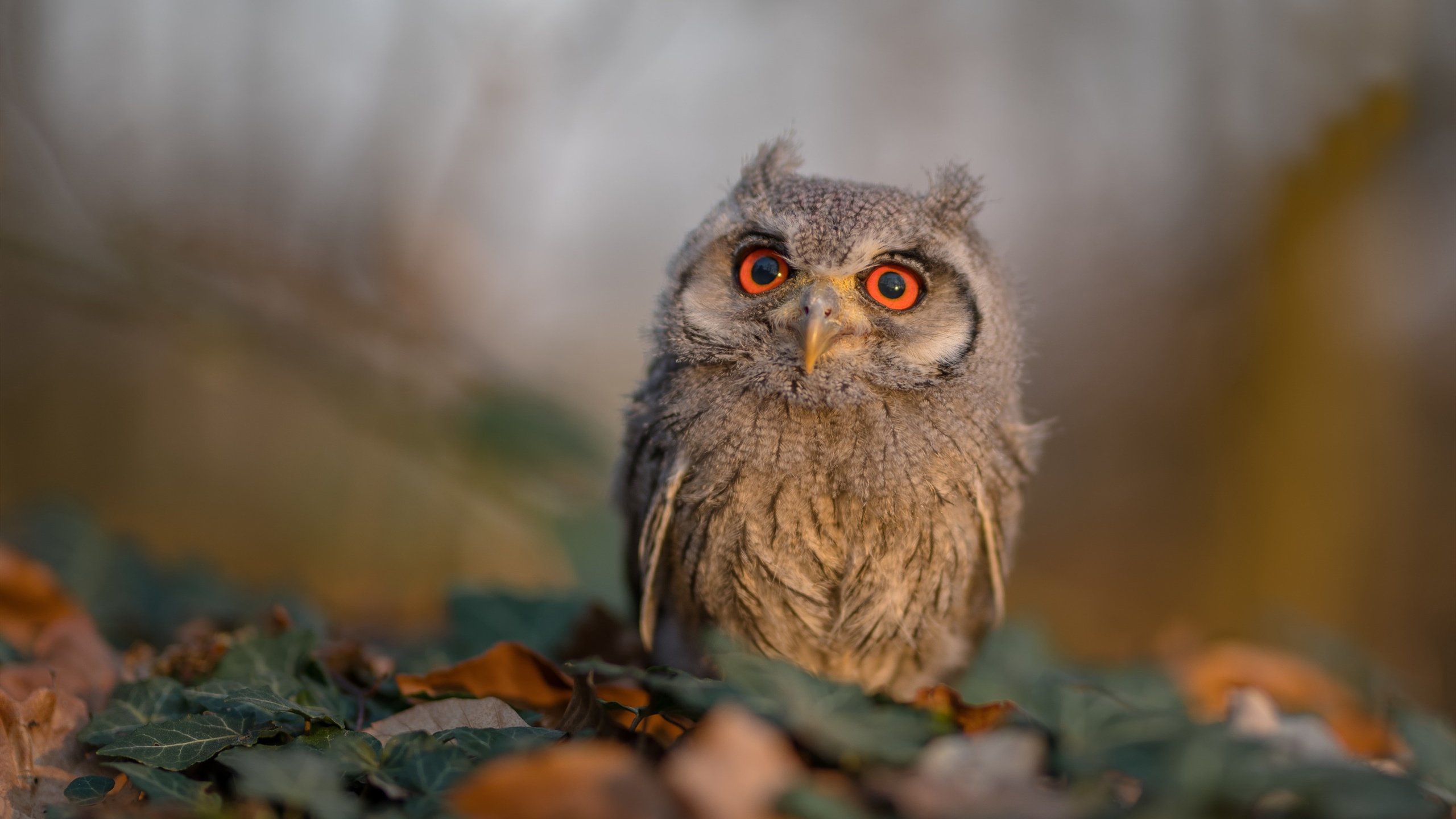 九游-足球行业报告显示大众关注度持续增长，足球受众