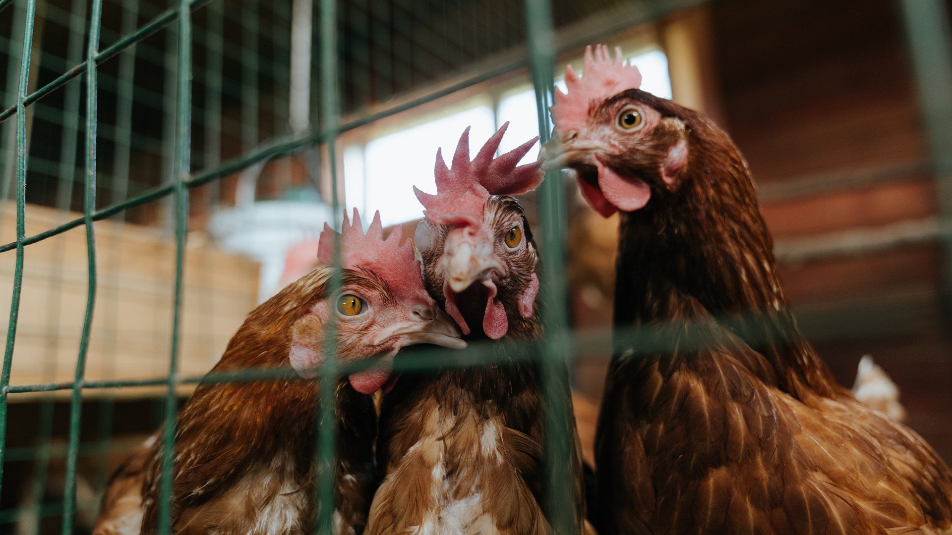 九游官网APP-Heroic 战队在 IEM Rio Major 中表现出色，hero战队是哪个城市的