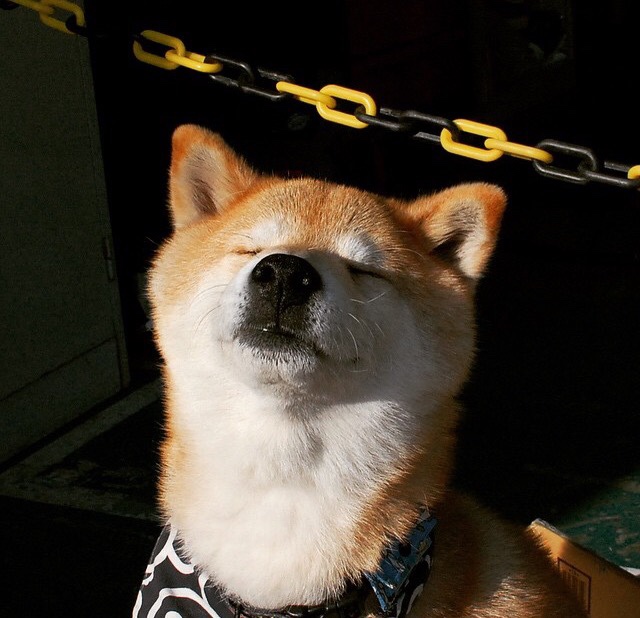 上海海港队长续约成功,上海海港队比赛