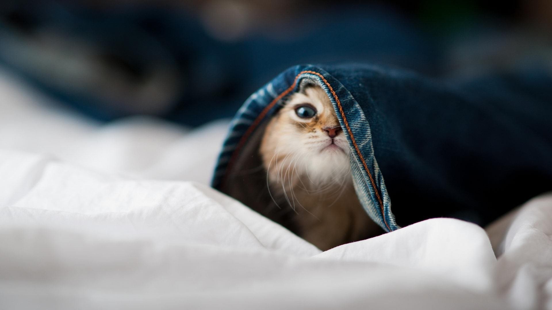 九游APP-塞维利亚主场3-2战胜马洛卡，进攻端火力全开，塞维利亚球场