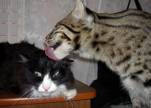 世界青少年滑雪挑战赛在东北激烈进行，青少年滑雪赛事