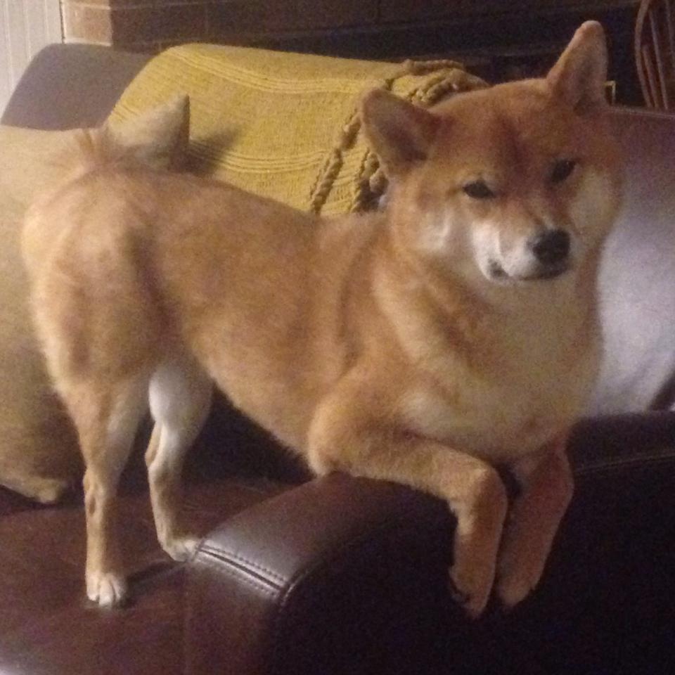 带你走进：世界各地不同足球赛场的文化故事，足球比赛文化