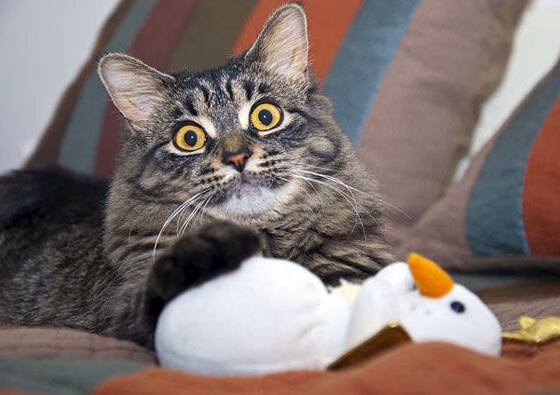 中超各队加强青训基地人才引进计划，中超青训大户